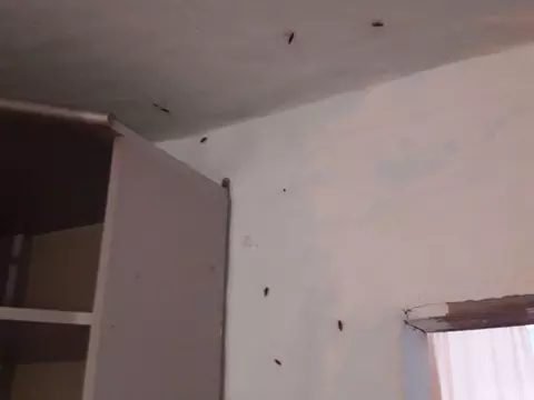 Уничтожили тараканов в частном доме