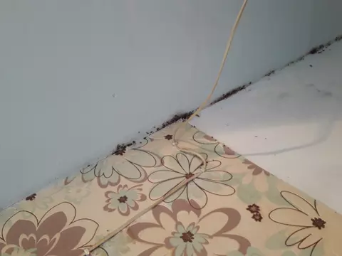 Тараканы уничтожены