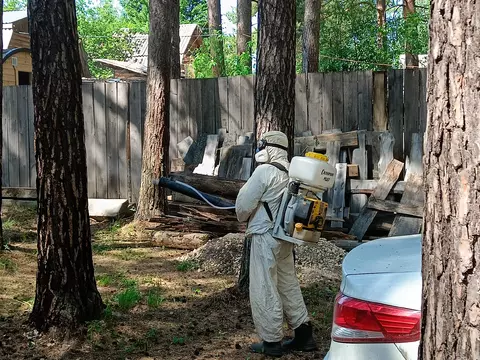 уничтожение жука вредителя древесины в деревянном доме 3