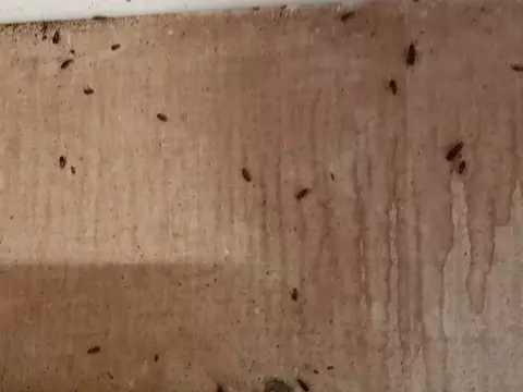 Тараканы на стене