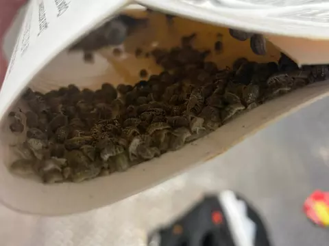 Уникальное явление